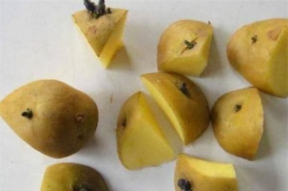 trong-cay-10-ngoisaovn-w600-h398 3 khoai lang, gừng, khoai tây