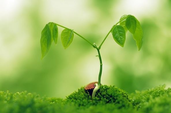 Nhà khoa học và tâm lý học nói gì về ‘nhân quả’? Nhân quả có thực sự tồn tại không?