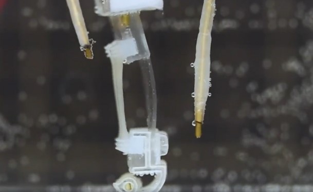 Nhật Bản chế tạo Robot với cơ bắp sống có khả năng đi bộ trong nước