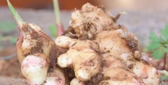 3 thực phẩm thừa trong bếp, ném vào chậu, 30 ngày nữa sẽ ra cây tốt tươi, đẹp mắt hơn cả cây tre may mắn