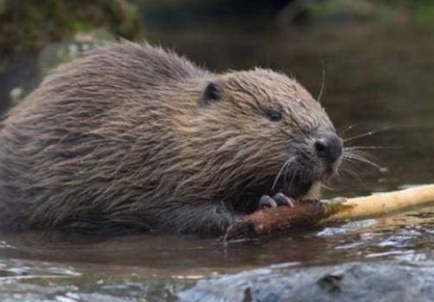 Loài vật 'ngu ngốc' nhất thế giới, IQ thấp đến mức sắp tuyệt chủng, chuyên gia 'đã cố gắng hết sức'