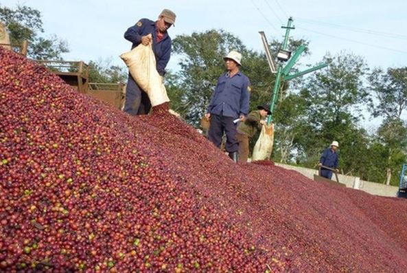 Giá cà phê trong nước liên tiếp thiết lập kỷ lục