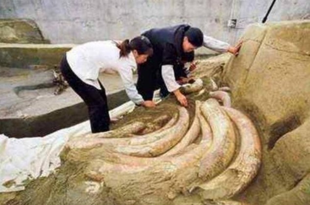 Các chuyên gia đã đào được 'ngân hàng ngà voi', nhưng họ hoảng sợ rút lui sau nửa cuộc khai quật. Sự thật nằm ở chiếc ngà voi