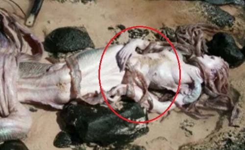 'Nàng tiên cá' đã xuất hiện nhiều lần ở Biển Đông? Đuôi cá khiến ngư dân, chuyên gia khiếp sợ, được ghi trong Sơn Hải Kinh