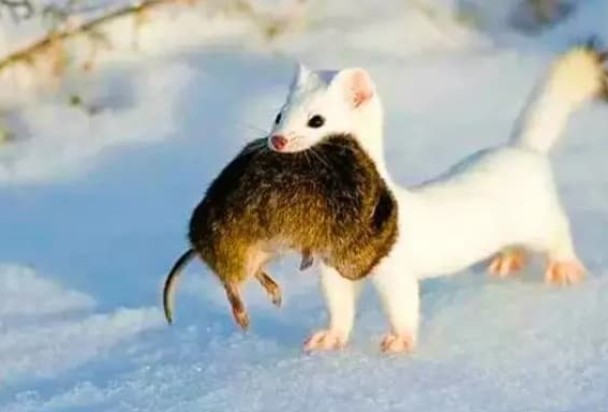 &#x27;Qu&#xE1;i v&#x1EAD;t &#x103;n n&#xE3;o&#x27; d&#xE0;i ch&#x1B0;a &#x111;&#x1EA7;y 20cm v&#xE0; &#x103;n th&#x1ECB;t 3.000 con chu&#x1ED9;t m&#x1ED7;i n&#x103;m?