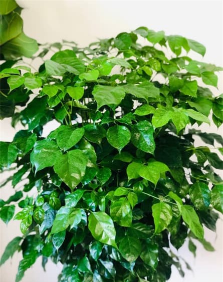 cây hạnh phúc phúc, chăm sóc cây cảnh, kinh nghiệm trồng cây cảnh