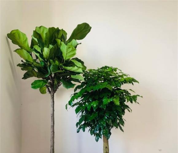 cây hạnh phúc phúc, chăm sóc cây cảnh, kinh nghiệm trồng cây cảnh