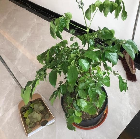 cây hạnh phúc phúc, chăm sóc cây cảnh, kinh nghiệm trồng cây cảnh