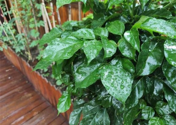 cây hạnh phúc phúc, chăm sóc cây cảnh, kinh nghiệm trồng cây cảnh