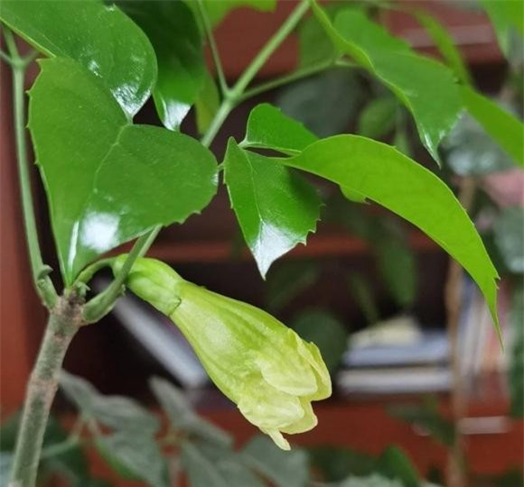 cây hạnh phúc phúc, chăm sóc cây cảnh, kinh nghiệm trồng cây cảnh