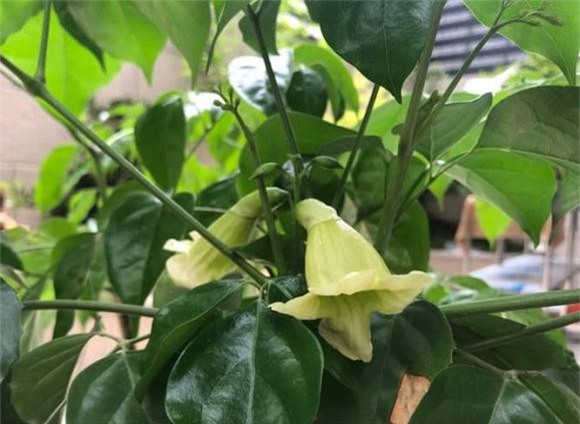 cây hạnh phúc phúc, chăm sóc cây cảnh, kinh nghiệm trồng cây cảnh