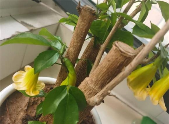 cây hạnh phúc phúc, chăm sóc cây cảnh, kinh nghiệm trồng cây cảnh