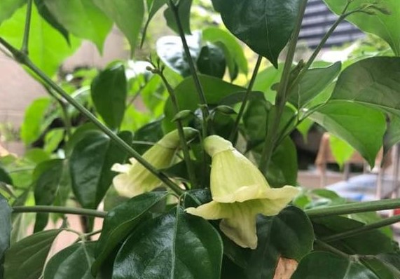 Phòng khách trong nhà trồng cây hạnh phúc, chỉ dùng '3 thủ thuật' cành lá sum suê, nở hoa, phúc lộc tươi đẹp