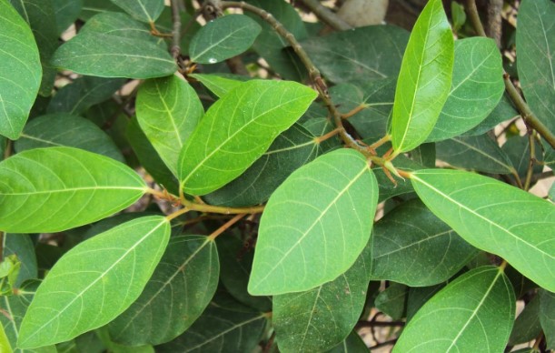 C&#xF4;ng d&#x1EE5;ng b&#x1EA5;t ng&#x1EDD; tr&#x1ECB; &#x27;b&#x1EC7;nh&#x27; c&#x1EE7;a n&#x1B0;&#x1EDB;c l&#xE1; sung m&#xE0; nhi&#x1EC1;u ng&#x1B0;&#x1EDD;i ch&#x1B0;a bi&#x1EBF;t, kh&#xF4;ng u&#x1ED1;ng th&#x1EAD;t ph&#xED;