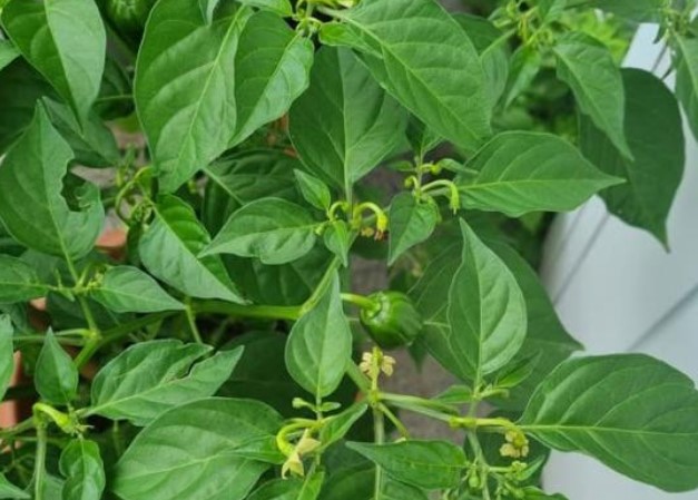 Có một loại lá canxi gấp 2 lần sữa, vừa dưỡng gan, thải độc và bổ mắt, mọc đầy vườn nhà mà nhiều người bỏ qua