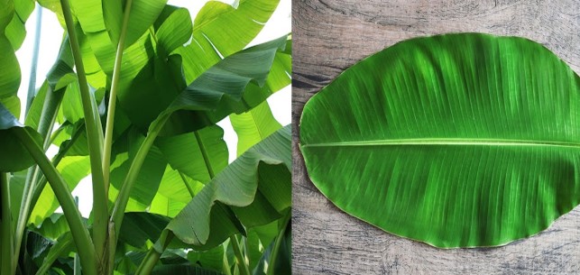 Loại lá bị bỏ đi ở Việt Nam nhưng lại có giá nửa triệu đồng/kg khi mang bán ra nước ngoài?