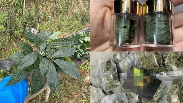 Loại lá khô đắt đỏ nhất Việt Nam được cả thế giới lùng sục, có mức giá ‘trên trời’ nhưng không có để bán