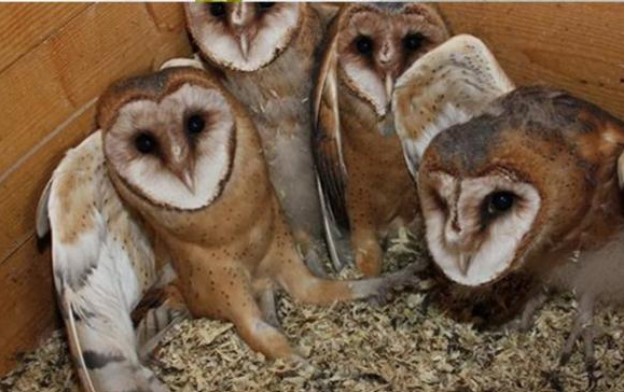 Chim lợn là con gì? Tại sao nhiều người thường kiêng kị khi thấy chim lợn kêu?