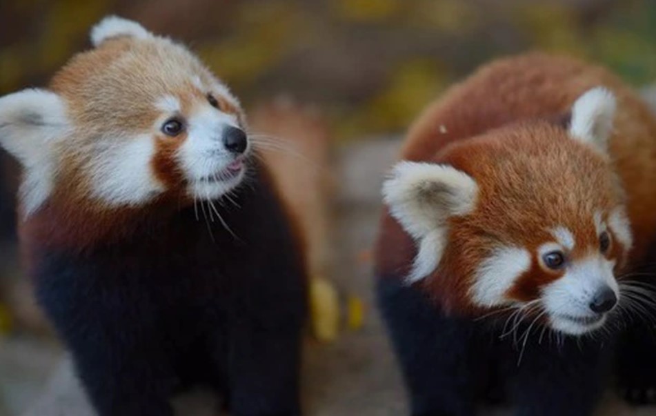 Gấu trúc đỏ có phải là động vật có vú có đuôi dài nhất trên hành tinh không?