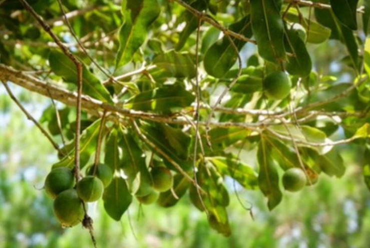 Việt Nam sở hữu loại hạt đắt nhất thế giới mà toàn cầu đang ‘thèm khát’: Trên 3 năm mới được thu hoạch, Mỹ, Nhật, Hàn Quốc đều săn đón