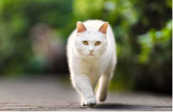 Tại sao 'kiêng kị' mèo lại gần xác người sau khi chết? Nó không phải là mê tín, có cơ sở khoa học thực sự