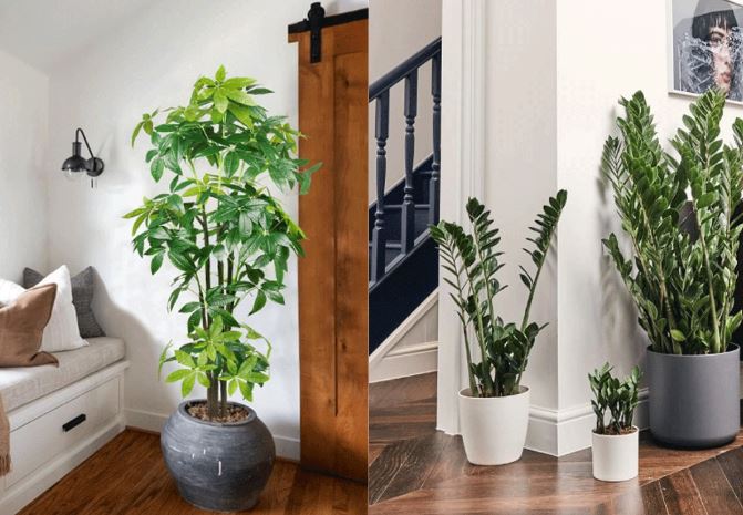 Trồng 3 cây cảnh này trong nhà sẽ gặp nhiều may mắn, sự nghiệp thuận lợi và có tài lộc dồi dào