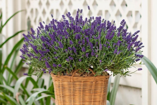 10 lo&#x1EA1;i c&#xE2;y &#x111;u&#x1ED5;i mu&#x1ED7;i hi&#x1EC7;u qu&#x1EA3;, tr&#x1ED3;ng trong nh&#xE0; v&#x1EEB;a &#x111;&#x1EB9;p v&#x1EEB;a gi&#xFA;p thanh l&#x1ECD;c kh&#xF4;ng kh&#xED;