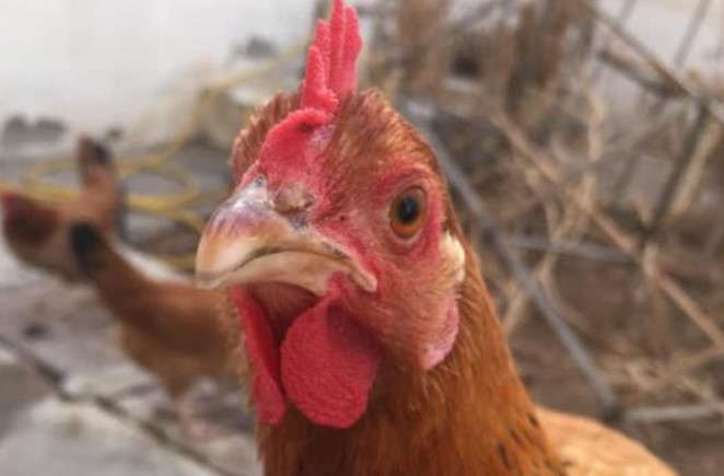 Làm sao để biết một con gà đẻ trứng màu gì, chỉ cần nhìn vào bộ phận này và những chi tiết thú vị trong cuộc sống ít người biết