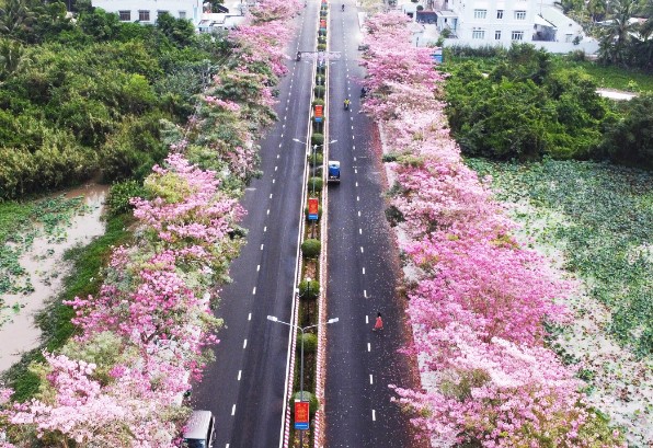 Có một con đường hoa tuyệt đẹp ở Sóc Trăng