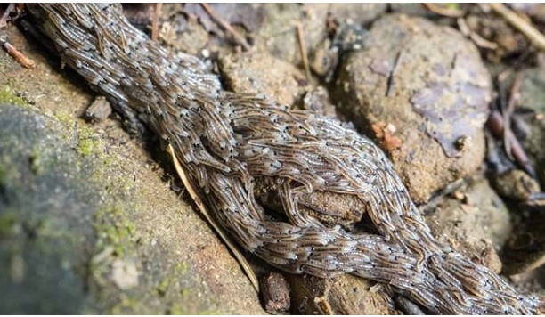 Bí ẩn hàng nghìn ấu trùng lúc nhúc, xếp thành con rắn trườn dài đã được giải mã