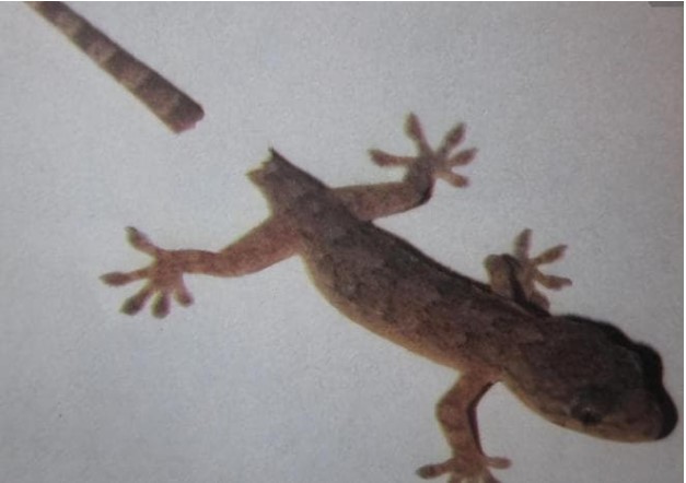 Thà giết 10 con rắn còn hơn giết 1 con tắc kè. Con tắc kè có lai lịch như thế nào? Tại sao lại nói như vậy?