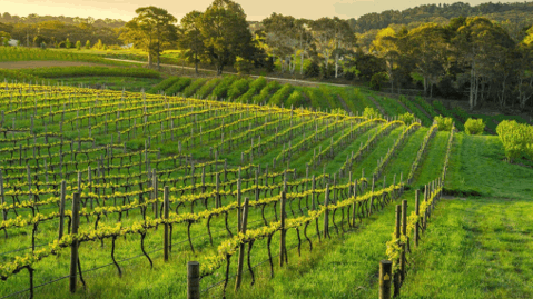 Nam &#xDA;c: X&#x1EE9; s&#x1EDF; c&#x1EE7;a nh&#x1EEF;ng chai vang th&#x1B0;&#x1EE3;ng h&#x1EA1;ng