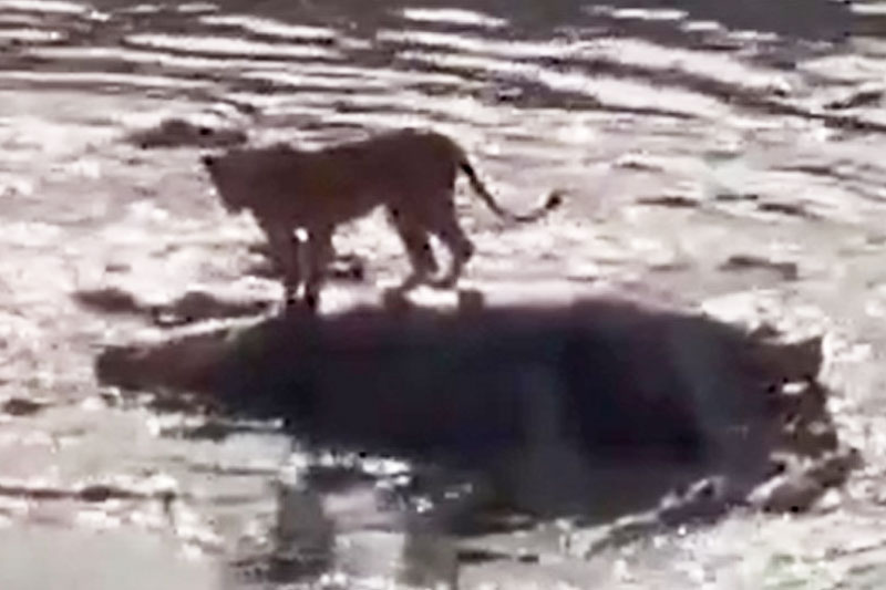 Sư tử bị 40 con cá sấu vây quanh và thoát khỏi rắc rối bằng sự hóm hỉnh: Đúng là vua của muôn thú