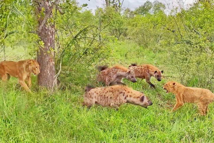 Clip: Chiến lược "rung cây dọa sư tử" của bầy linh cẩu ranh mãnh