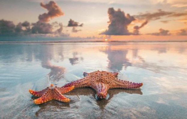 Sao biển có thể 'đi bộ' với tốc độ 1m/phút. Vậy nó dùng bộ phận nào để di chuyển?