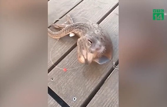 Clip: Câu được sinh vật lạ dưới biển, ngư dân bối rối