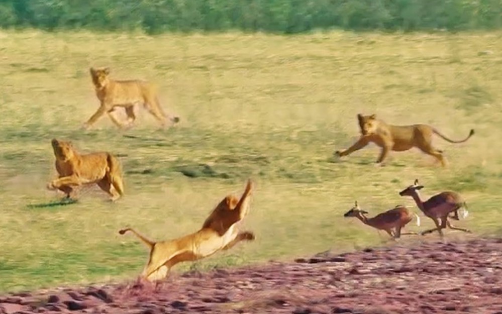 Clip: Nỗ lực nhảy qua đầu 7 con sư tử của linh dương impala