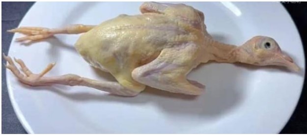 5 bộ phận này của chim bồ câu chứa nhiều độc tố nhất không được tùy tiện ăn bừa bãi