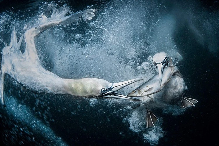 Chùm các tác phẩm xuất sắc đoạt giải thưởng Nhiếp ảnh Thiên nhiên Thế giới 2024- Ảnh 1.