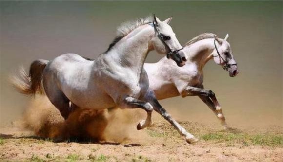 người xưa, cổ nhân, Xem ngựa xem bốn vó, nhìn người nhìn tứ tướng, ngựa xem bốn vó người nhìn tứ tướng