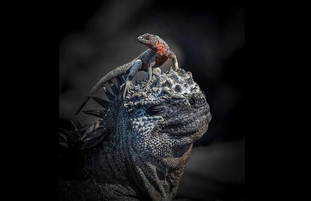 Chùm các tác phẩm xuất sắc đoạt giải thưởng Nhiếp ảnh Thiên nhiên Thế giới 2024