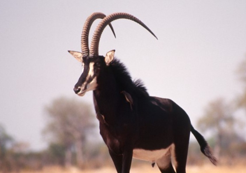 Loài Linh dương mạnh nhất thế giới, một mình nó có thể đánh bại hổ và sư tử