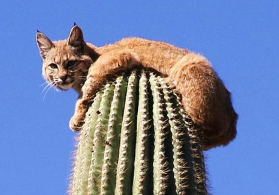 Trốn sư tử, linh miêu leo tót lên ngọn xương rồng cao 12m, ngồi chễm chệ nhìn kẻ thù bất lực