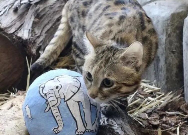 Loài mèo nguy hiểm nhất thế giới nặng chưa đến 2 kg, săn mồi giỏi hơn sư tử