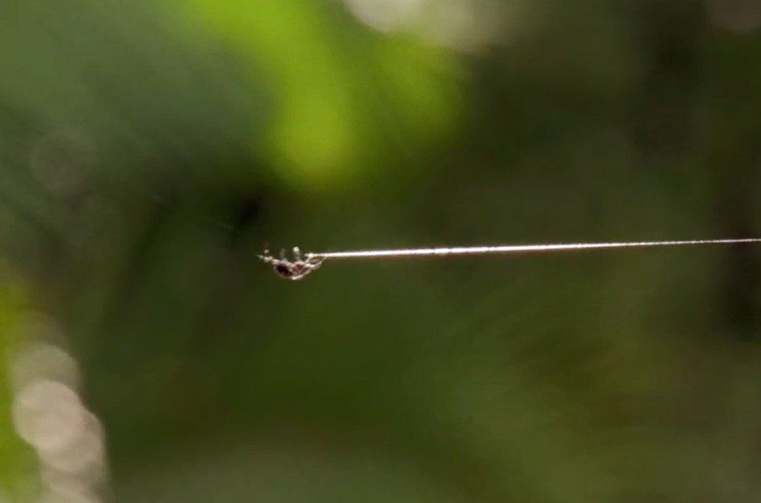 Clip: Nhện vỏ cây Darwin nhả tơ 'xây cầu' dài 25m