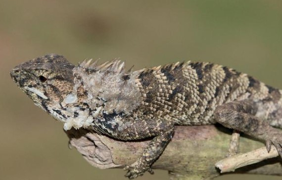 Phát hiện loài kỳ nhông mới ở Việt Nam và Trung Quốc