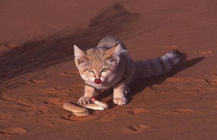 Mèo sa mạc: loài mèo con nhỏ nhất thế giới, ăn rắn độc và có thể không cần uống nước trong một tháng!