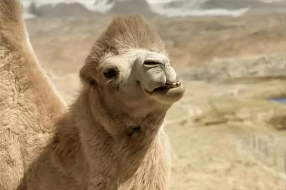 lạc đà, sa mạc