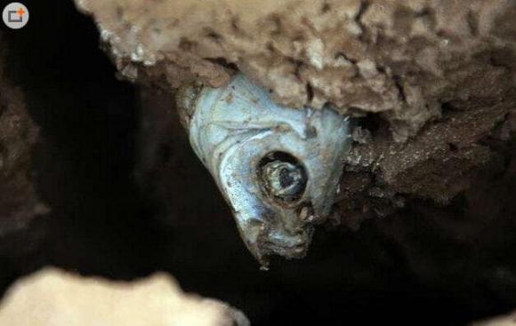 Con cá 'khỏe' nhất thế giới, chết trên sa mạc trong vài năm và sống lại ngay khi gặp nước