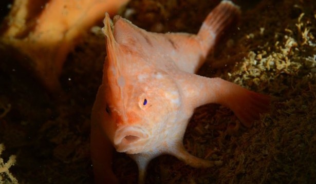 Phát hiện cá tay màu hồng vô cùng quý hiếm trong xác tàu SS Tasman